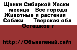 Щенки Сибиркой Хаски 2 месяца - Все города Животные и растения » Собаки   . Тверская обл.,Осташков г.